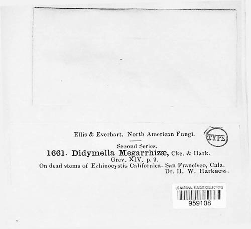 Didymella megarrhizae image